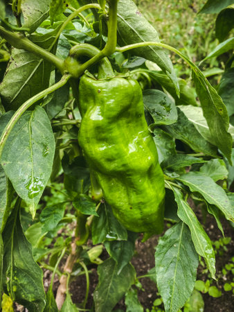 Green pepper growing on a tree in the garden. Selective focus.の写真素材