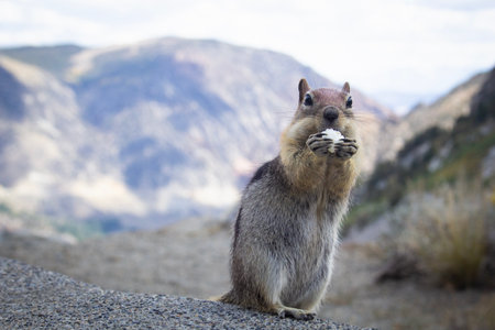 Chipmunk eating pop corn in Yosemiteの写真素材