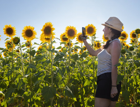 Young woman taking a photo of sunflowers in a sunflower fieldの写真素材