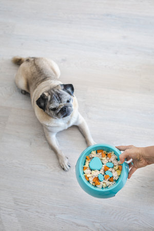 A pug patiently waits for a bowl of healthy homemade food with obstacles to slow down eating.の写真素材