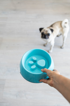 A pug looks at an empty blue slow feeder bowl, waiting for his healthy meal.の写真素材