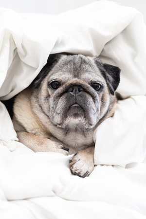A cute pug wrapped in a fluffy white blanket, looking comfortable and warm while enjoying a quiet and cozy moment at homeの写真素材