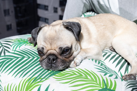 A lovable pug dog enjoys a peaceful nap on a soft cushion, basking in the warm sunlightの写真素材