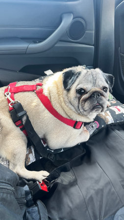 A dog comfortably seated in the back seat of a car using a proper travel safety system, illustrating responsible pet transport and road safety for animal lovers and travelersの写真素材