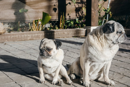 Two adorable pugs sit side by side, each facing a different direction with serious expressions,...
