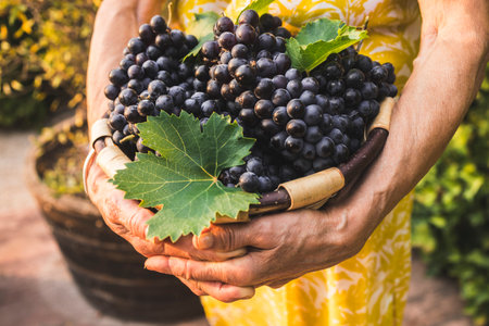 Photograph of a woman holding a wicker basket filled with freshly picked red grapes.の写真素材