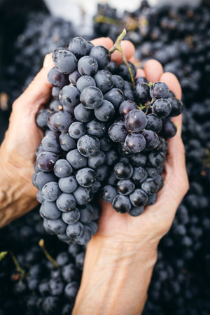 Close-up of a woman's hands holding black grape bunches, symbol of harvest, vineyard, organic...