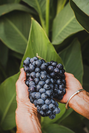 Close-up of a woman's hands holding black grape bunches with a natural green leaves background.の写真素材
