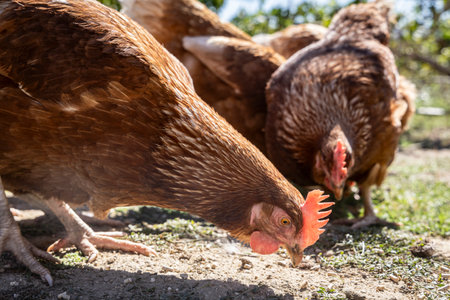 Free-range chickens walking outdoors in the countryside. Concept of animal welfare, organic farming,...