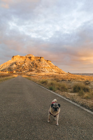 Traveler walking with dog in Bardenas Reales Natural Park, Navarra, Spain.の写真素材