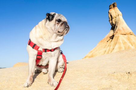 Traveler walking with dog in Bardenas Reales Natural Park, Navarra, Spain.の写真素材