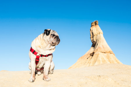 Traveler walking with dog in Bardenas Reales Natural Park, Navarra, Spain.の写真素材