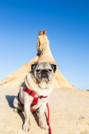 Traveler walking with dog in Bardenas Reales Natural Park, Navarra, Spain.の写真素材