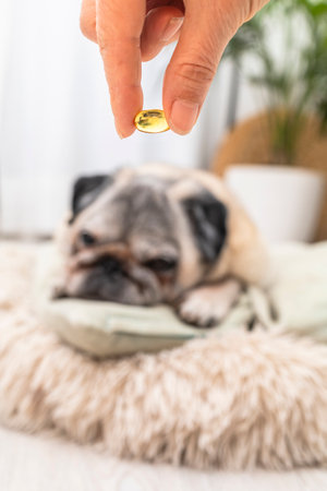 Woman offering an omega-3 supplement to her pug dog at homeの写真素材