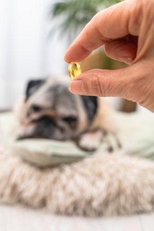 Woman offering an omega-3 supplement to her pug dog at homeの写真素材