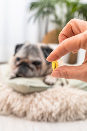 Woman offering an omega-3 supplement to her pug dog at homeの写真素材