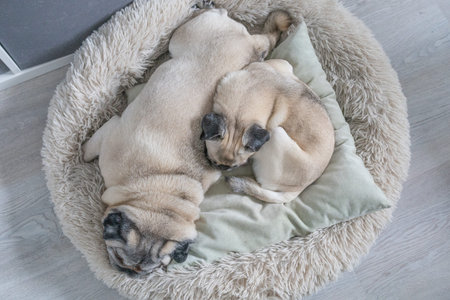 two adorable pugs cuddled together while sleeping in their cozy pet bed