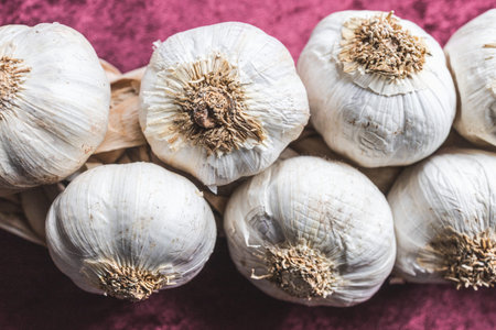 beautiful braid of garlic bulbs, a traditional way of storing fresh garlic