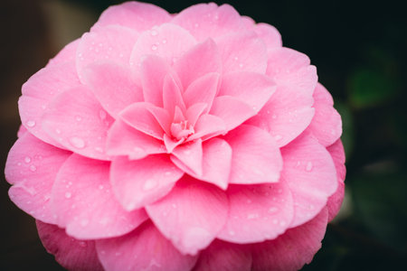 Close-up photograph of a Japanese camellia (Camellia japonica), highlighting its delicate petals, elegant shape, and natural beauty.