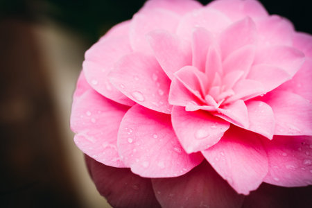 Close-up photograph of a Japanese camellia (Camellia japonica), highlighting its delicate petals, elegant shape, and natural beauty.