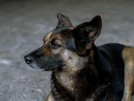 Dog - sad, lying on the asphalt road during the day, brown and orange coloring, mongrel