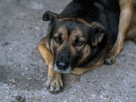 Dog - sad, lying on the gray asphalt road during the day, brown and orange coloring, mongrel