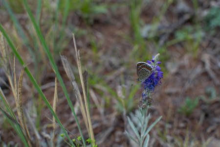 Beautiful spotted orange white brown butterfly sits on a baikal violet flower against a background...