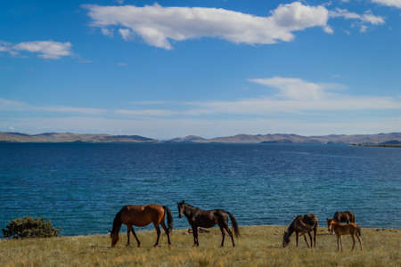herd bay brown horses and red foal stand on grass coast, against the background of blue lake baikal, mountains on horizonの写真素材