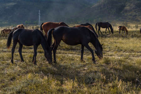 herd of brown red horses graze on gold grass in the light of sun, against the background of baikal...