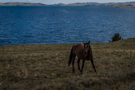 brown red horse graze on grass coast, against the background of blue lake baikal, mountains and cloudsの写真素材