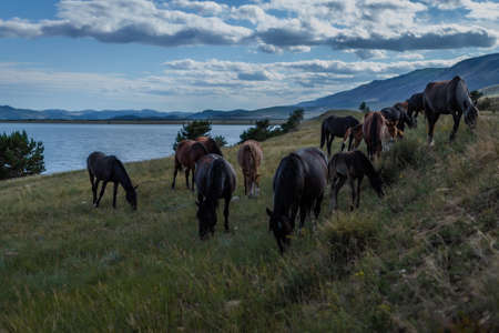 herd of brown red horses graze on grass in the light of sun, against the background of blue lake baikal mountains and cloudsの写真素材