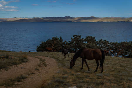 bay horses graze on grass near road, coast, against the background of blue lake baikal, mountains and cloudsの写真素材