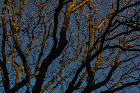 graceful slender trees with wavy branches and golden trunks in the light of the sunset and shadows against the blue sky in springの写真素材