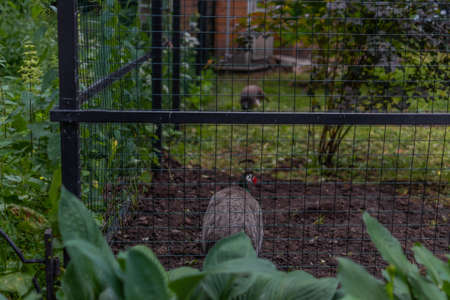 colored green tropical peacocks behind the cage of a close forest zoo. cell, exploitation of animals