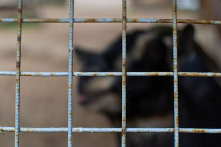 muzzle face of a black goat with curved horns behind a rusty mesh cell cage in a zoo