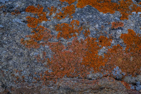 colorful bright blue and red rough moss on gray stone, textured patternの写真素材