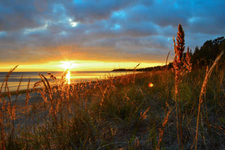 red glowing golden yellow ears of grass in light of sunset on shore of Lake Ladoga, evening