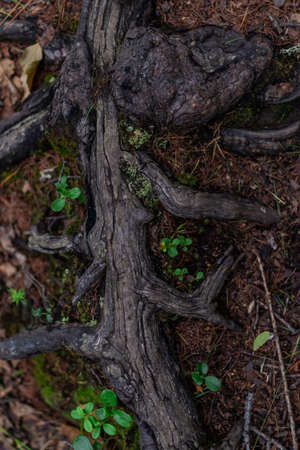 brown twisty tangled roots of tree in forest in damp ground with yellow dry autumn leaves and green...