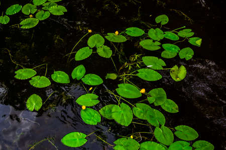 bright green leaves of water lilies with yellow flowers in dark black pond with reflected sky, ripplesの写真素材