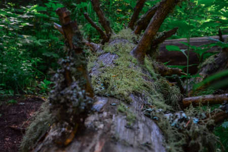 trunk of an old coniferous tree with fluffy moss and many branches lies in a green forest
