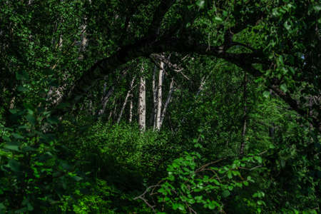 white trunks of birches in green forest in shade of dark bent tree, in foliageの写真素材