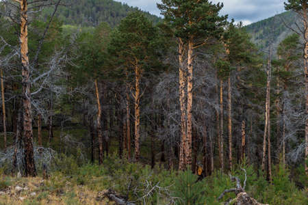 coniferous trees in dry burnt branches in a dense forest in the Baikal mountainsの写真素材