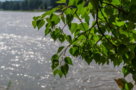 bright green birch leaves on branch, background of a river lake in summer sunlight, coastlineの写真素材