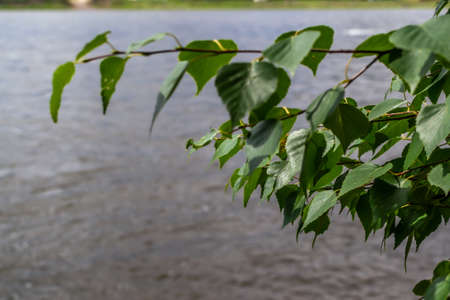bright green birch leaves on a branch, background of a river lake in summer sunlight, coastlineの写真素材