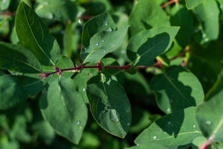 water dew drops on green leaves honeysuckle bush branches in the garden in the sunny morningの写真素材
