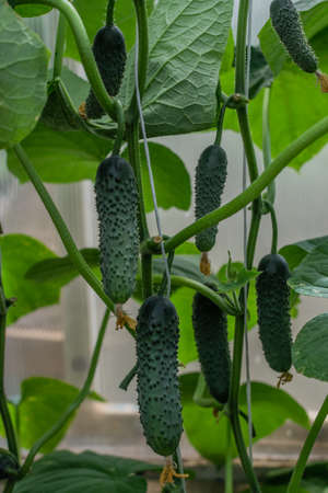 green thorny pimpled cucumbers grow on branches among the leaves in light greenhouse, harvestの写真素材