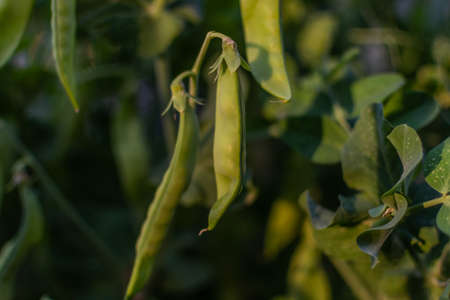 bushes of green peas with pods with green stems growing in light of the sun in vegetable gardenの写真素材