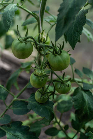 green unripe large round tomatoes grow on branches among leaves in greenhouse, harvestの写真素材