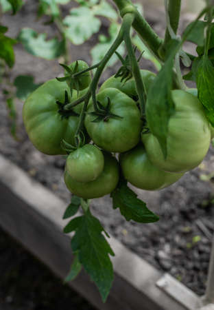 green unripe large round tomatoes grow on branches among leaves in the greenhouse, harvest