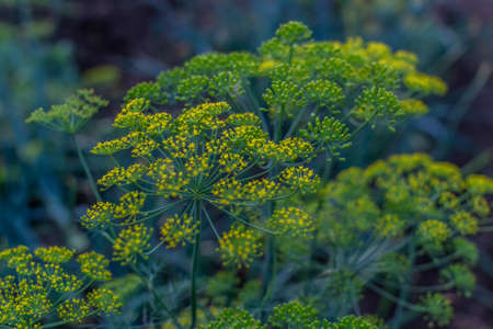 yellow dill umbrellas with seeds in a green blue vegetable gardenの写真素材